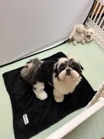 Lucas, a male Shih Tzu for sale in Redding, CA – 4 of 10