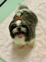 Maisy AKC, a female Shih Tzu for sale in Redding, CA – 3 of 10