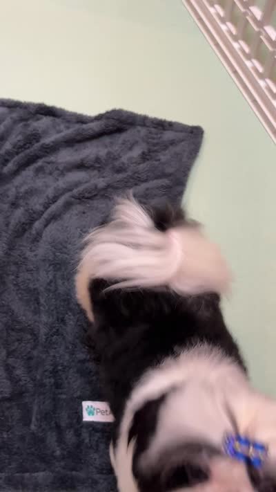 Beau, a male Shih Tzu for sale in Redding, CA – 9 of 10