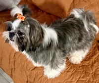 Maisy AKC, a female Shih Tzu for sale in Redding, CA – 8 of 10