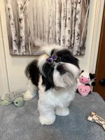 Lucas, a male Shih Tzu for sale in Redding, CA – 1 of 10
