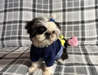 Toby AKC, a male Shih Tzu for sale in Redding, CA – Photo 7 of 10