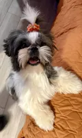 Maisy AKC, a female Shih Tzu for sale in Redding, CA – 4 of 10