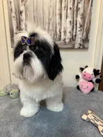 Lucas, a male Shih Tzu for sale in Redding, CA – 7 of 10