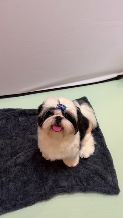 Beau, a male Shih Tzu for sale in Redding, CA – 10 of 10