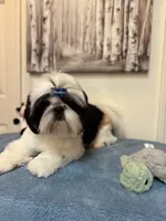 Beau, a male Shih Tzu for sale in Redding, CA – 3 of 10
