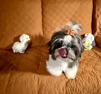 Maisy AKC, a female Shih Tzu for sale in Redding, CA – 2 of 10