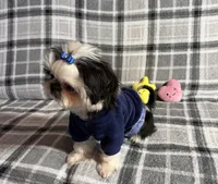 Toby AKC, a male Shih Tzu for sale in Redding, CA – Photo 8 of 10