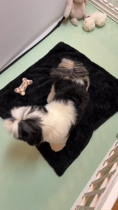 Lucas, a male Shih Tzu for sale in Redding, CA – 10 of 10