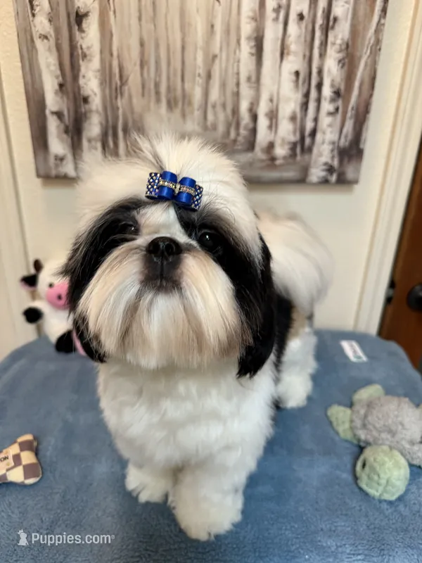 Beau – Shih Tzu puppy for sale in Redding, CA