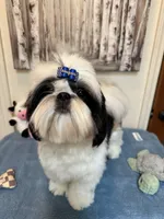 Beau, a male Shih Tzu for sale in Redding, CA – 1 of 10