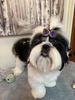 Lucas, a male Shih Tzu for sale in Redding, CA – 8 of 10