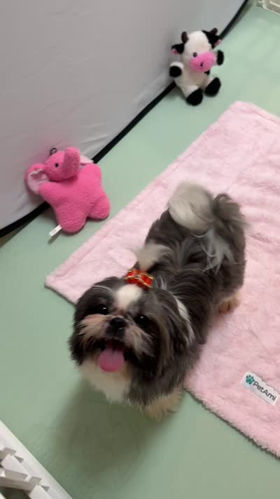 Maisy AKC, a female Shih Tzu for sale in Redding, CA – 10 of 10