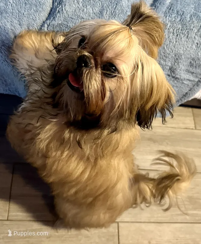 Colt – Shih Tzu puppy for sale in Redding, CA