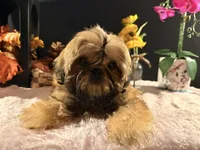 Colt, a male Shih Tzu for sale in Redding, CA – Photo 3 of 4