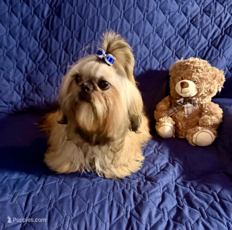 Colt – Shih Tzu puppy for sale in Redding, CA