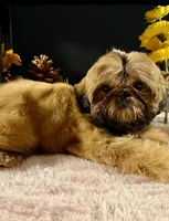 Colt, a male Shih Tzu for sale in Redding, CA – Photo 4 of 4