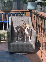 Brownie, a male American Bully and American Pit Bull Terrier for sale in Upper Marlboro, MD – 2 of 4