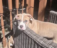 Delilah, a female American Bully and American Pit Bull Terrier for sale in Upper Marlboro, MD – 2 of 3