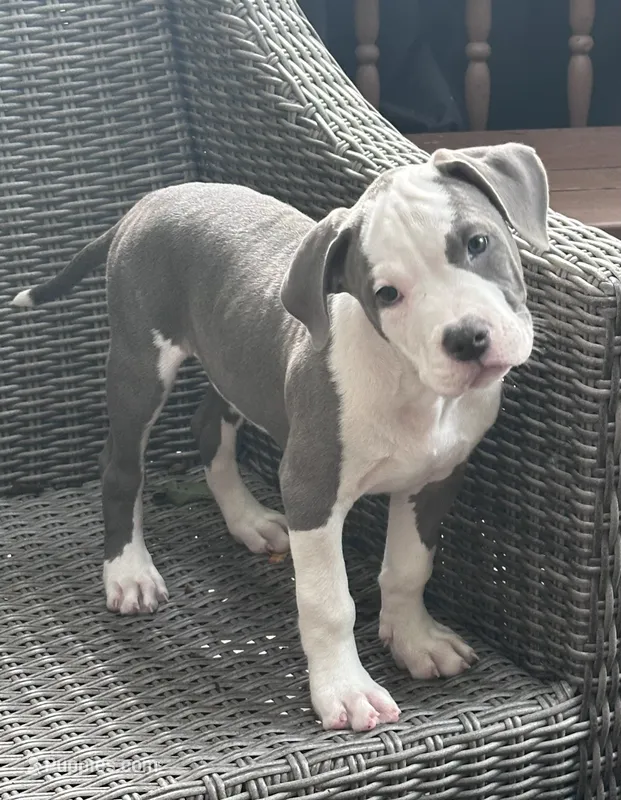 Grayson – American Bully, American Pit Bull Terrier puppy for sale in Upper Marlboro, MD