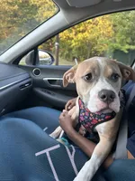Delilah, a female American Bully and American Pit Bull Terrier for sale in Upper Marlboro, MD – 6 of 6