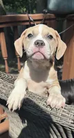 Delilah, a female American Bully and American Pit Bull Terrier for sale in Upper Marlboro, MD – 1 of 4
