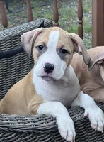 Sasha, a female American Bully and American Pit Bull Terrier for sale in Upper Marlboro, MD – 3 of 5
