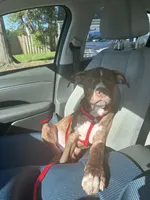 Brownie, a male American Bully and American Pit Bull Terrier for sale in Upper Marlboro, MD – 4 of 4