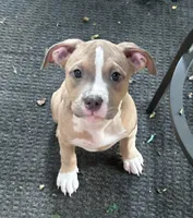 Daphne, a female American Bully and American Pit Bull Terrier for sale in Upper Marlboro, MD – 2 of 5
