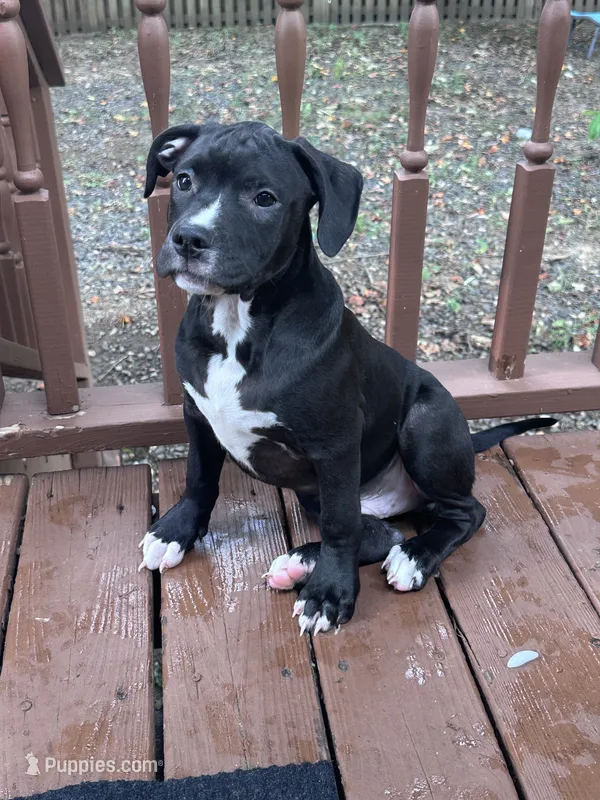Black Panther – American Bully, American Pit Bull Terrier puppy for sale in Upper Marlboro, MD