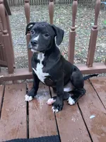 Black Panther, a male American Bully and American Pit Bull Terrier for sale in Upper Marlboro, MD – 2 of 5