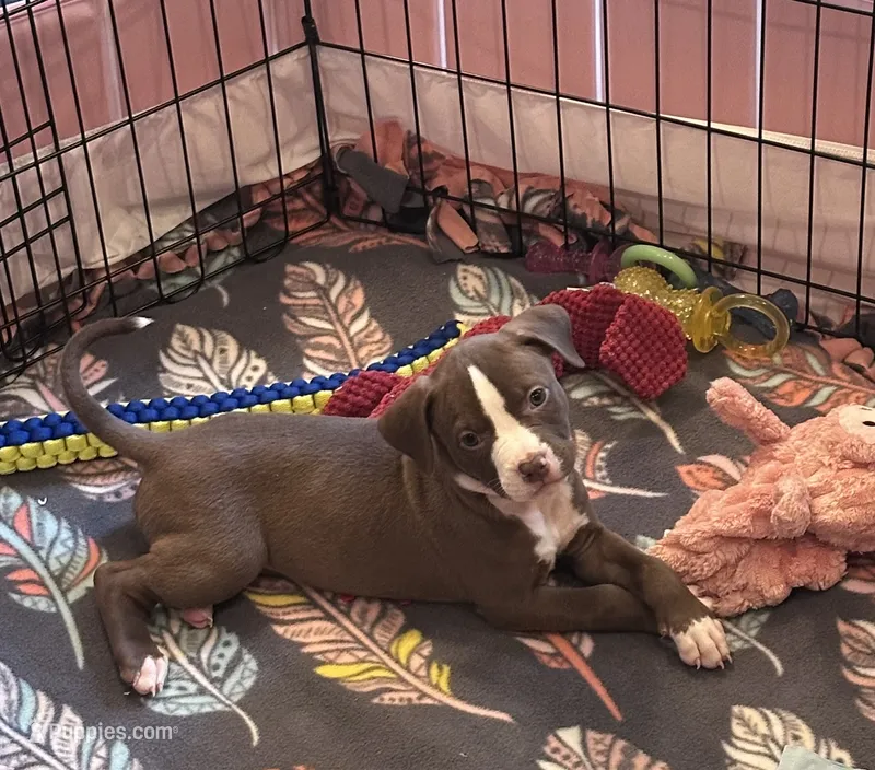 Coco – American Bully, American Pit Bull Terrier puppy for sale in Upper Marlboro, MD