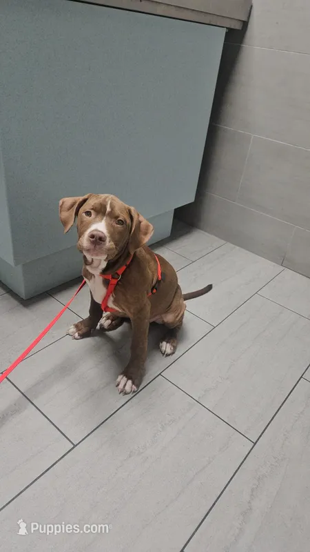 Brownie – American Bully, American Pit Bull Terrier puppy for sale in Upper Marlboro, MD