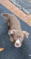 Brownie, a male American Bully and American Pit Bull Terrier for sale in Upper Marlboro, MD – 2 of 2