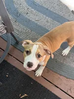 Sasha, a female American Bully and American Pit Bull Terrier for sale in Upper Marlboro, MD – 5 of 5