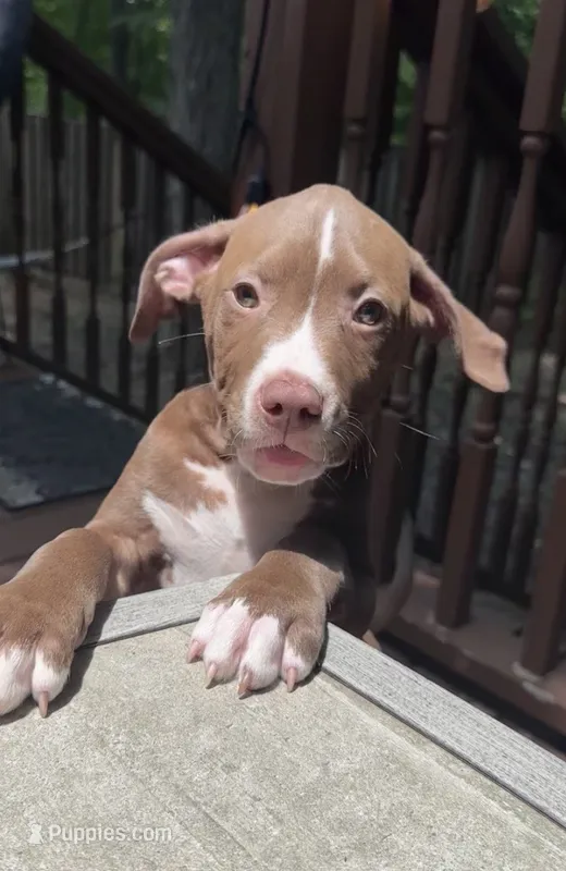 Brownie – American Bully, American Pit Bull Terrier puppy for sale in Upper Marlboro, MD