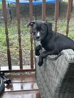 Black Panther, a male American Bully and American Pit Bull Terrier for sale in Upper Marlboro, MD – 4 of 5