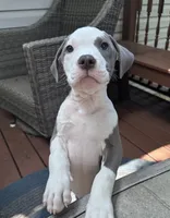 Grayson, a male American Bully and American Pit Bull Terrier for sale in Upper Marlboro, MD – 2 of 2