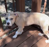 Delilah, a female American Bully and American Pit Bull Terrier for sale in Upper Marlboro, MD – 3 of 6