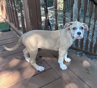 Delilah, a female American Bully and American Pit Bull Terrier for sale in Upper Marlboro, MD – 4 of 4
