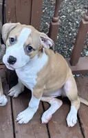Sasha, a female American Bully and American Pit Bull Terrier for sale in Upper Marlboro, MD – 1 of 5