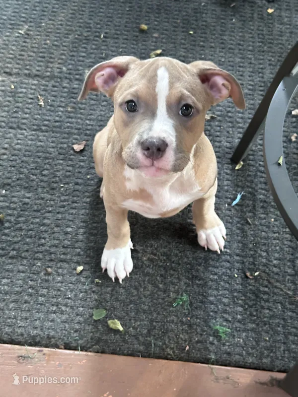 Daphne – American Bully, American Pit Bull Terrier puppy for sale in Upper Marlboro, MD