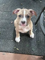 Daphne, a female American Bully and American Pit Bull Terrier for sale in Upper Marlboro, MD – 1 of 3