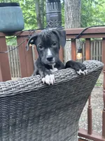 Black Panther, a male American Bully and American Pit Bull Terrier for sale in Upper Marlboro, MD – 5 of 5