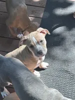 Daphne, a female American Bully and American Pit Bull Terrier for sale in Upper Marlboro, MD – 2 of 3
