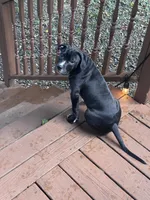 Black Panther, a male American Bully and American Pit Bull Terrier for sale in Upper Marlboro, MD – 2 of 2
