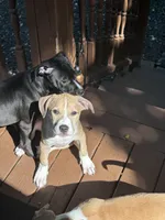 Daisy, a female American Bully and American Pit Bull Terrier for sale in Upper Marlboro, MD – 4 of 7