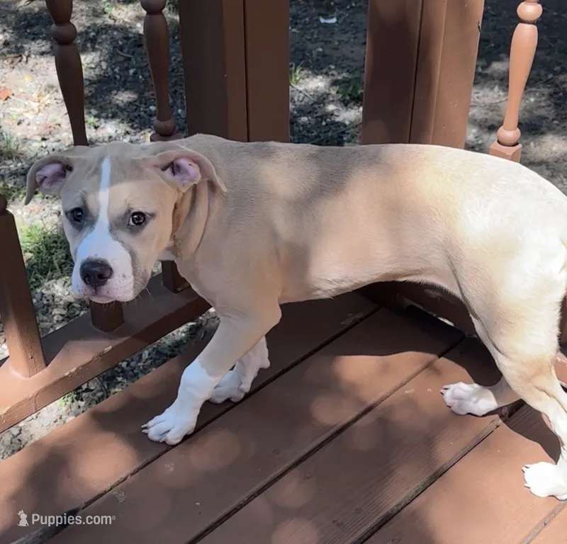 Delilah – American Bully, American Pit Bull Terrier puppy for sale in Upper Marlboro, MD