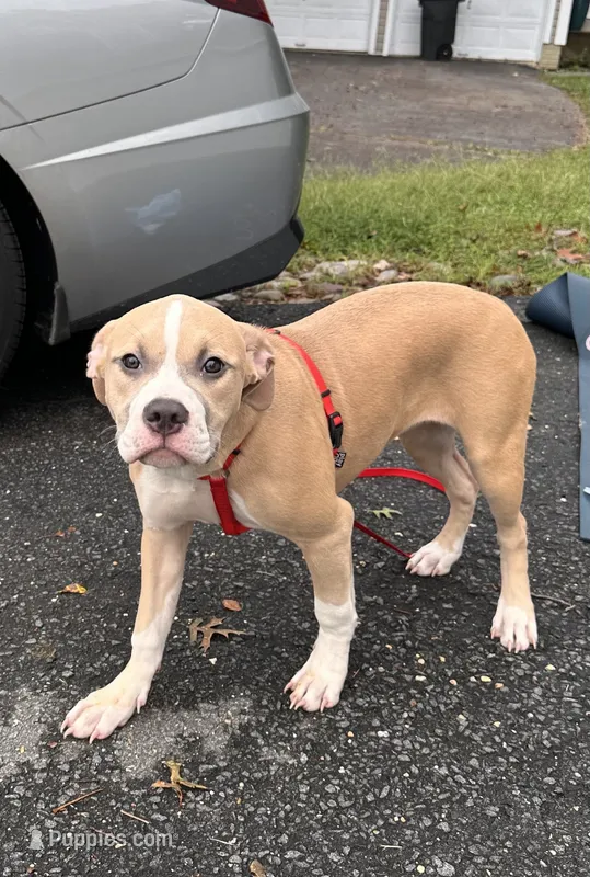 Delilah – American Bully, American Pit Bull Terrier puppy for sale in Upper Marlboro, MD