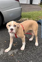 Delilah, a female American Bully and American Pit Bull Terrier for sale in Upper Marlboro, MD – 1 of 6